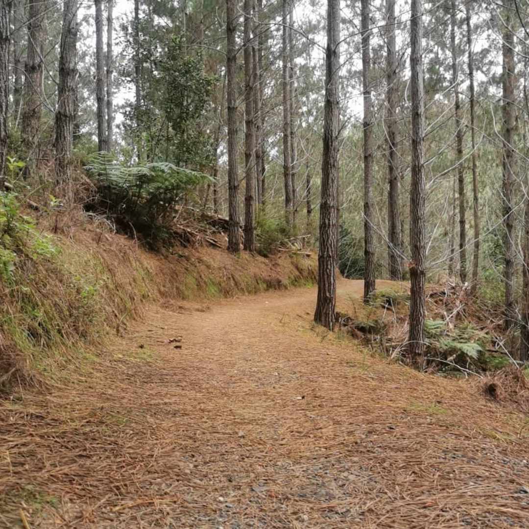 Trail mountain biking